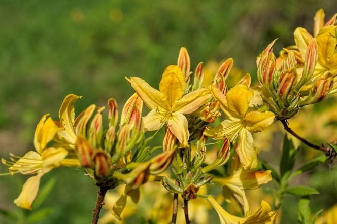 Азалия понтийская — Rhododendron luteum, syn. Азалия понтийская
