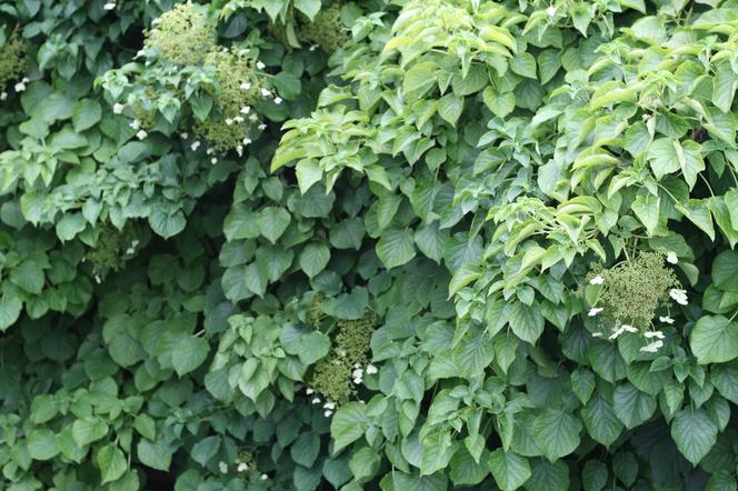 Hydrangea anomala subsp. черешок (petiolaris)