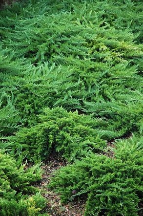 Juniperus sabina 'Tamariscifolia' — можжевельник сабинский 'Tamariscifolia'