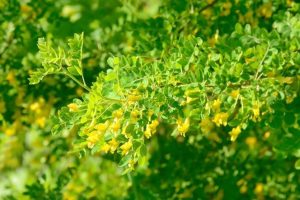 Карагана сибирская — Caragana arborescens