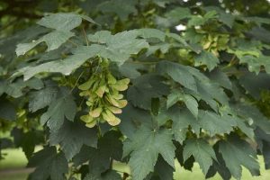 Клен обыкновенный — Acer platanoides