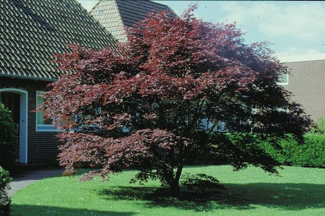 Клен пальмовый 'Atropurpureum' — Acer palmatum 'Atropurpureum'