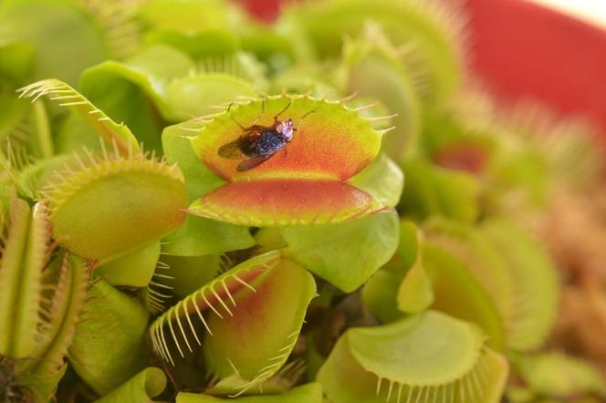 Пятнистая мухоловка — Dionaea