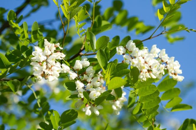 Robinia acacia = Белая жимолость — Robinia pseudoacacia
