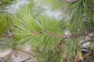 Сосна черная — Pinus nigra