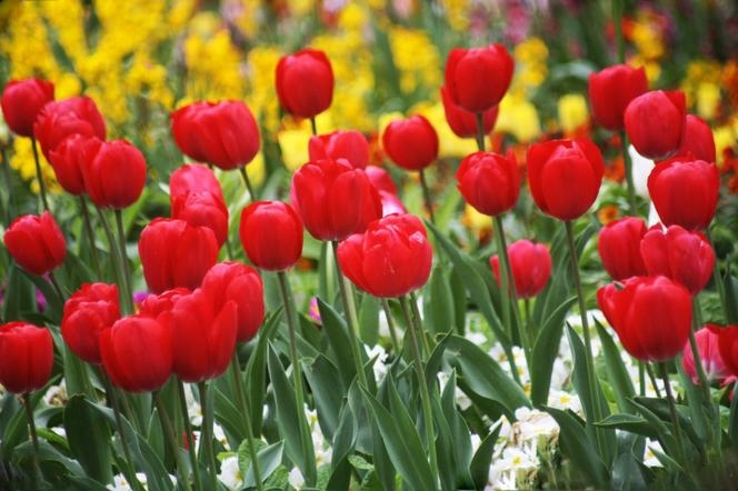 Тюльпан — Tulipa