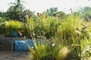 Травы для балкона: лучшие декоративные травы для балкона и патио