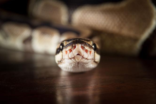 Змея: домашнее разведение, культивируемые виды. Чем питаются змеи, сколько они живут, как за ними ухаживать?